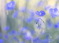 Niebieskie, Kwiaty, Len, Rozmycie