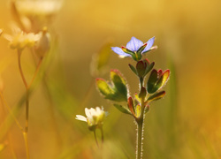 Niebieski kwiat przetacznika w słońcu