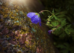 Niebieski kwiat bodziszek w kroplach rosy