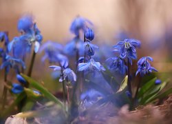Cebulice syberyjskie, Kwiaty, Niebieskie, Zbliżenie