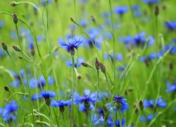 Niebieskie chabry pośród trawy