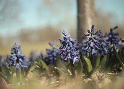Niebieskie, Hiacynty, Kwiaty