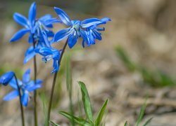 Niebieskie kwiatki cebulicy syberyjskiej