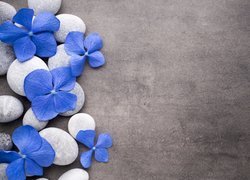 Niebieskie kwiatki hortensji na kamieniach