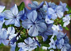 Niebieskie, Kwiaty, Zbliżenie, Grafika