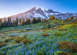 Góry, Stratowulkan, Mount Rainier, Drzewa, Łąka, Niebieskie, Kwiaty, Łubin, Park Narodowy Mount Rainier, Stan Waszyngton, Stany Zjednoczone