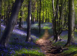 Niebieskie kwiaty pod drzewami przy leśnej ścieżce