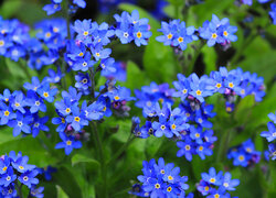 Niebieskie, Kwiaty, Zbliżenie, Niezapominajki