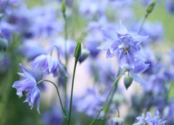 Niebieskie, Orliki, Kwiaty