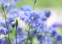 Niebieski, Orlik, Kwiat