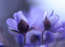 Przylaszczki, Niebieskie, Kwiaty
