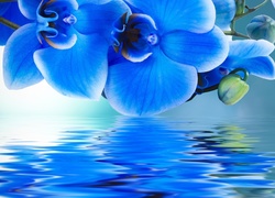 Niebieskie storczyki nad wodą w 2D