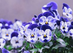 Niebiesko, Białe, Bratki, Kwiaty