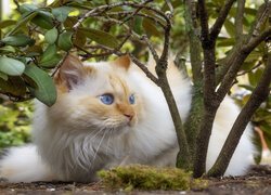 Niebieskooki kot obok krzewu