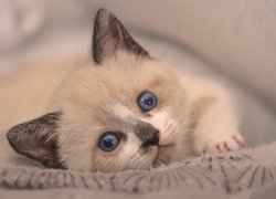 Mały, Kotek, Kot, Niebieskie, Oczy