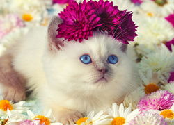 Kwiaty, Kot, Ragdoll, Niebieskie, Oczy