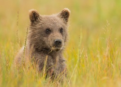 Niedźwiadek brunatny siedzi w trawie