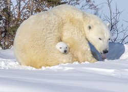 Niedźwiadek polarny wtulony do mamy