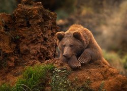 Niedźwiedź brunatny oparty o skałę