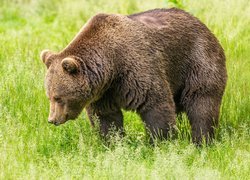 Niedźwiedź brunatny w trawie