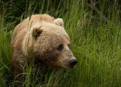 Niedźwiedź brunatny w wysokiej trawie
