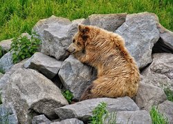 Niedźwiedź leżący na kamieniach