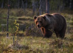 Niedźwiedź na polanie w lesie