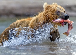 Niedźwiedź z rybą upolowaną w rzece