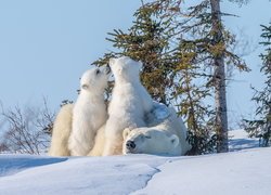 Niedźwiedzie polarne, Dwa, Niedźwiadki, Drzewa
