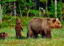Niedźwiedzica z młodymi na leśnej łące