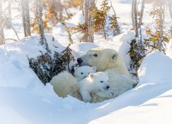 Niedźwiedzica z młodymi w śniegu