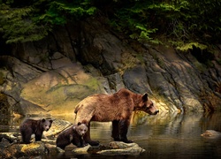 Niedźwiedź brunatny, Niedźwiedzica, Młode, Skały, Woda