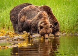 Niedźwiedzie brunatne pijące wodę z rzeki