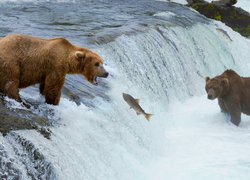 Niedźwiedzie brunatne polujące na rybę w rzece