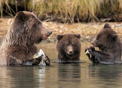 Niedźwiedzie kąpiące się w rzece