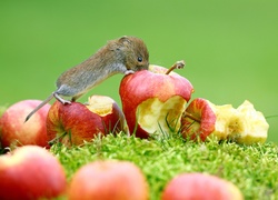 Nornica ruda i nadgryzione jabłka