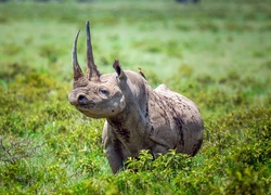 Nosorożec wśród roślinności na sawannie