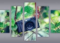 Obraz przedstawiający aparat fotograficzny zawieszony na gałazce