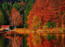 Jesień, Jezioro, Kolorowy, Las, Drzewa, Odbicie, Drewniany, Dom