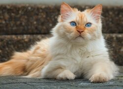 Niebieskooki, Biało-rudy, Kot