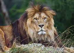 Odpoczywający lew na trawie