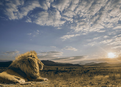 Odpoczywający lew o wschodzie słońca
