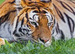 Odpoczywający tygrys na trawie