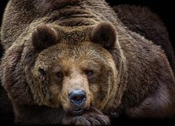 Odpoczywający wielki niedźwiedź brunatny