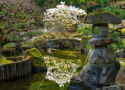 Ogród japoński, Drzewa, Kwiaty, Krzewy, Kamienie