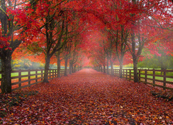 Ogrodzona aleja między drzewami pokryta jesiennymi liśćmi