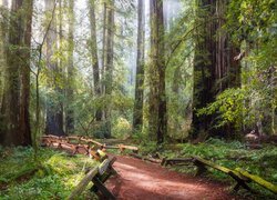 Las, Drzewa, Sekwoje, Ścieżka, Park Narodowy Redwood, Kalifornia, Stany Zjednoczone