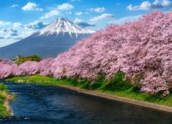Góra Fudżi, Rzeka, Wiosna, Drzewa, Okwiecone, Wiśnie japońskie, Shizuoka, Japonia