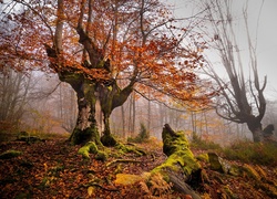 Omszałe drzewa w hiszpańskiej strefie chronionej w Gorbea Natural Park
