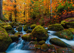 Omszałe głazy na rzece w jesiennym lesie
